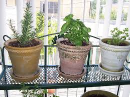 How To Grow Herbs Indoors In Winter