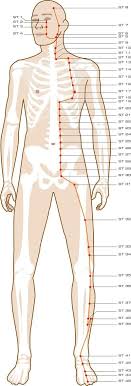 Stomach Acupuncture Points Probiotics Meridian