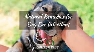 natural remes for dog ear infections