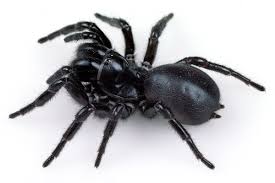 funnel web spiders the australian museum