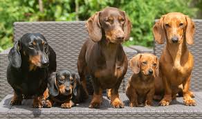 dachshund pictures care traits