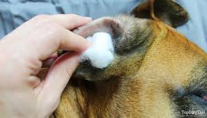 home remes for dog ear infection