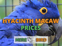 what are hyacinth macaw s costs