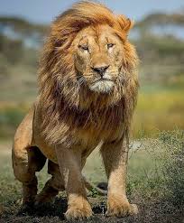 Image result for male lion