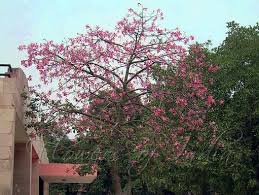 Leafless branches with cottony open fruits. Common Name Silk Floss Tree Green Clean Healthy India Facebook