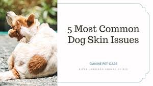 5 most common dog skin issues river
