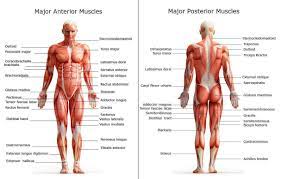 There are around 650 skeletal muscles within the typical human body. All Of The Major Muscle Groups On Both The Front And Back Of The Body With The Names Of Each Muscle Shown Human Body Muscles Muscle Body Human Muscle Anatomy
