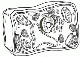 We did not find results for: Plant Cell Coloring Page Coloring Home
