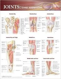 Joints Of The Lower Extremities Anatomical Chart 1 Chrt