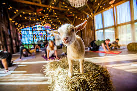 ny goat yoga at gilbertsville farmhouse