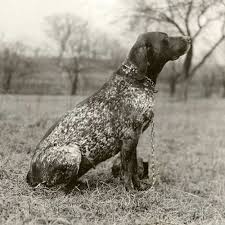 Male german shorthaired pointers stand between 23 and 25 inches at the shoulder and weigh anywhere from 55. German Shorthaired Pointer Dog Breed Information