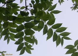 pinnately compound leaves of trees
