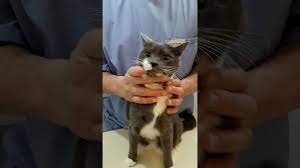 When a cat's teeth aren't brushed regularly, bacteria in the mouth forms a plaque that accumulates on the surface of the teeth. How To Brush A Cat S Teeth Youtube