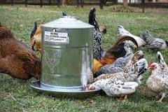 what-can-i-use-for-a-chicken-waterer
