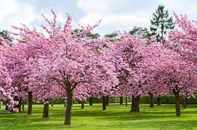 This tree is simply amazing. 25 Cherry Blossoms Facts Things You Didn T Know About Cherry Blossom Trees
