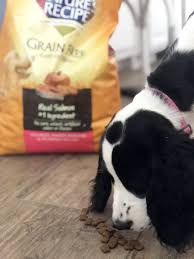 the best dog food for your active pet