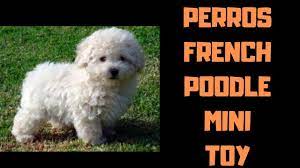 perros french poodle mini toy