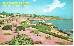 pc6256 the magic carpet pacific grove