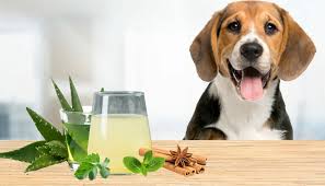 home remes to freshen bad dog breath