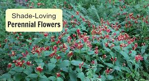 Shade Loving Perennial Flowers 15