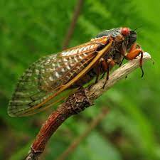 We are a small group of three; Billions Of Cicadas May Be Coming Soon To Trees Near You
