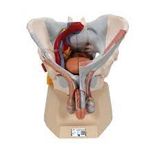 Introduction the anatomical basis of pelvic floor function in normal and abnormal states pelvic floor ultrasound: Male Pelvis Skeleton Model With Ligaments Vessels Nerves Pelvic Floor Muscles Organs 7 Part 3b Smart Anatomy 1013282 3b Scientific H21 3 Genital And Pelvis Models Anatomical Models
