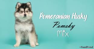 Pomsky Pomeranian Husky Mix Dog Breed Guide For 2019