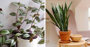 21 Low Light Indoor Plants That Give