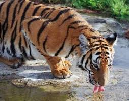 South China Tiger Panthera Tigris Amoyensis Animals