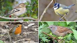 uk birds with songs and calls