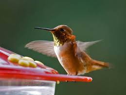 T Hummingbirds Come To My Feeder