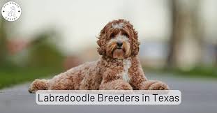 labradoodle breeders in texas 2023