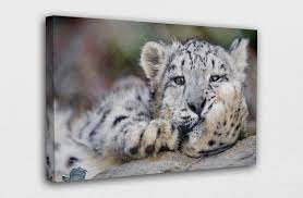 Buy Cute Snow Leopard Canvas Wall Art