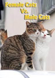 A male could decide his while stressing that cat personalities vary widely, she says, many male cats have a cuddly 'lap cat' personality. Female Cats Vs Male Cats
