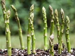La griffe de la plante émet des bourgeons, des pousses : Comment Faire Pousser Les Asperges Astuces Pour Cultiver Les Asperges Le Potager
