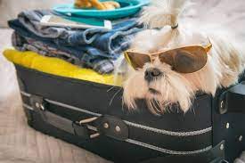 dog friendly restaurants and hotels in