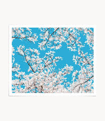 Japanese White Cherry Blossom Art Print