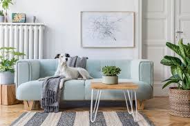 7 Dog Couch Protectors To Keep Your