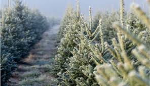 The christmas shop smells amazing! Tree Farms For Cutting And Buying Christmas Trees This Holiday Season Westport Moms