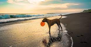 dog friendly beaches in florida best