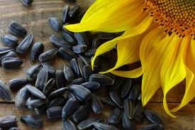how to harvest sunflower seeds after