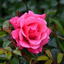 flower carpet pink supreme rose rosa