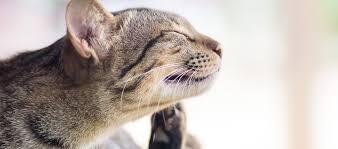 4 common flea diseases in cats