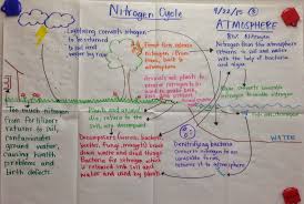 Mrs Paul Biology Notes Charts Nitrogen Cycle Glad