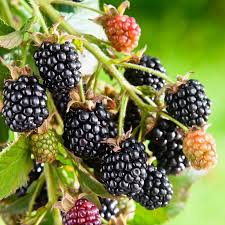 712 free images of blackberry+fruit. Black Satin Blackberry Bush Nature Hills Nursery