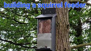 building a squirrel feeder for hunting
