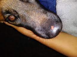heal my dogs nose from cage burn