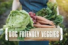 What are the best vegetables for dogs to eat?