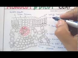 anatomy of monocot and dicot leaf in