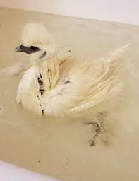 Even some essential oils contain plant compounds that can make your dog sick. How To Wash And Bath A Silkie Scrumptious Silkies